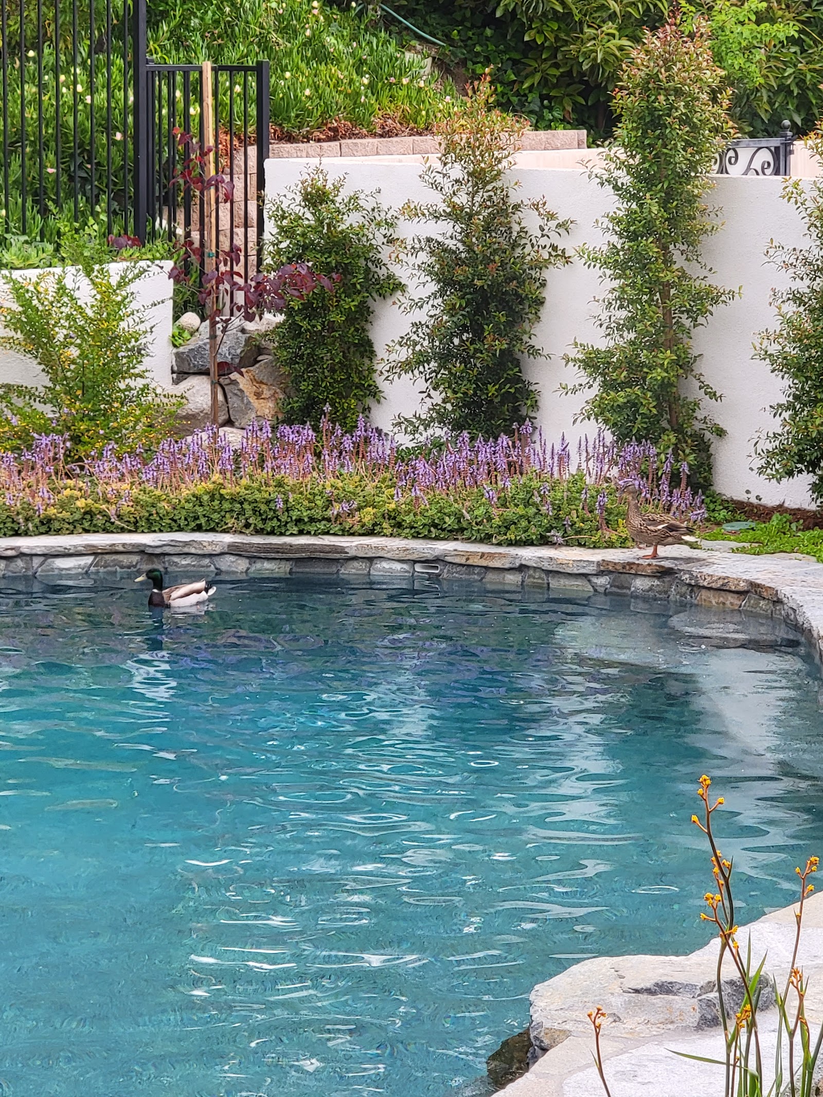 Resort-Style Pool Renovation in Glendale